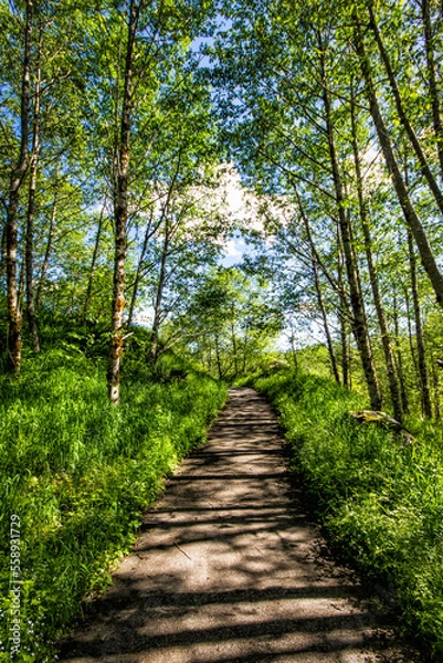 Obraz path in the forest - 04