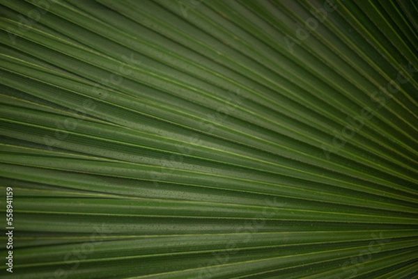 Fototapeta Mostly blurred abstract green background from a leaf of fan palm tree