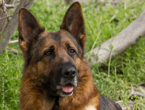 Fototapeta Beautiful dog breed German shepherd on a background of green grass.