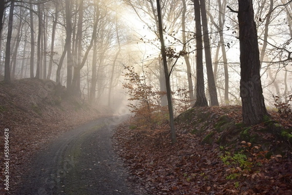 Obraz Forest Path in Brdy