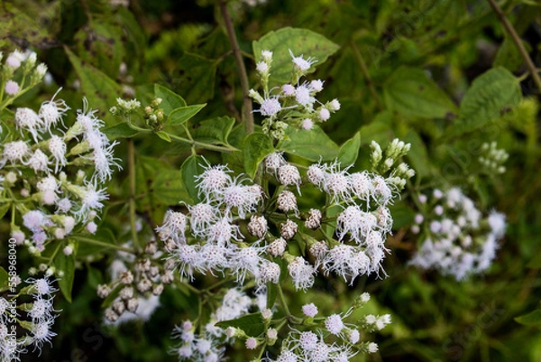 Obraz white flowers on a green background