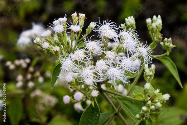 Obraz white flowers on a green background