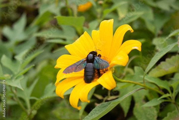 Obraz bee on yellow flower