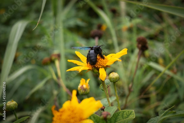Obraz bee on yellow flower