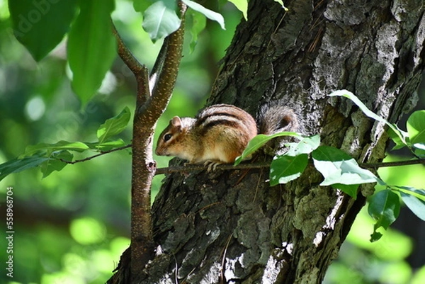 Obraz Cute chipmunk sitting on a tree in summer time