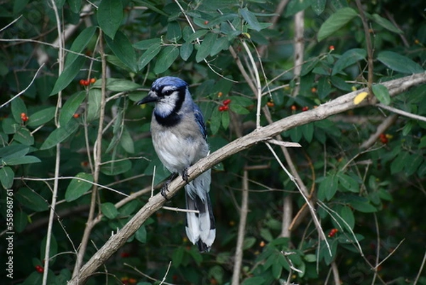 Obraz Blue jay chilling on a branch summer time