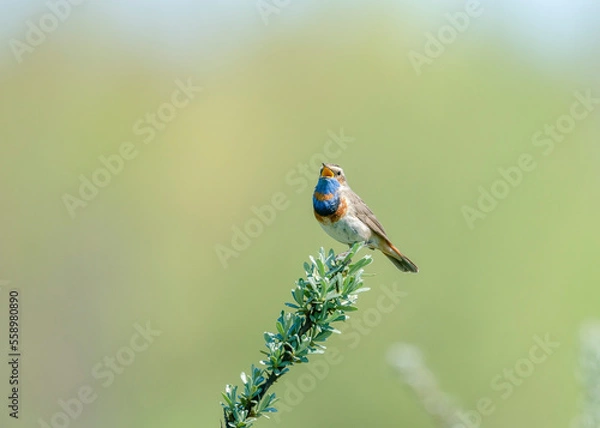 Obraz Bluethroat (Luscinia svecica) is a small passerine bird family Muscicapidae. Male Bluethroat (Luscinia svecica) singing on a branch in spring.
