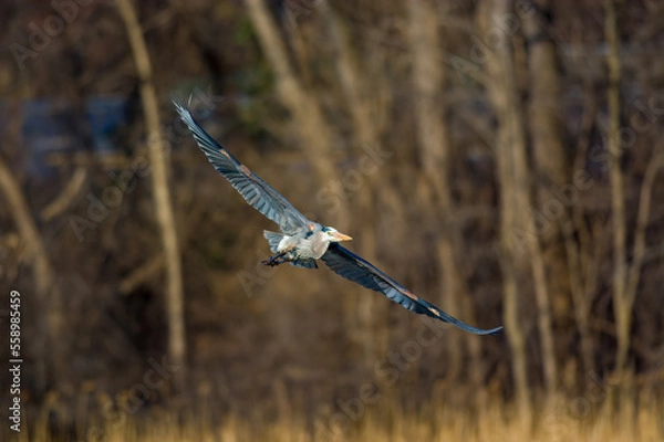 Obraz osprey in flight