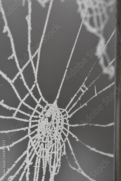Fototapeta Macro photography of a frosty cobweb