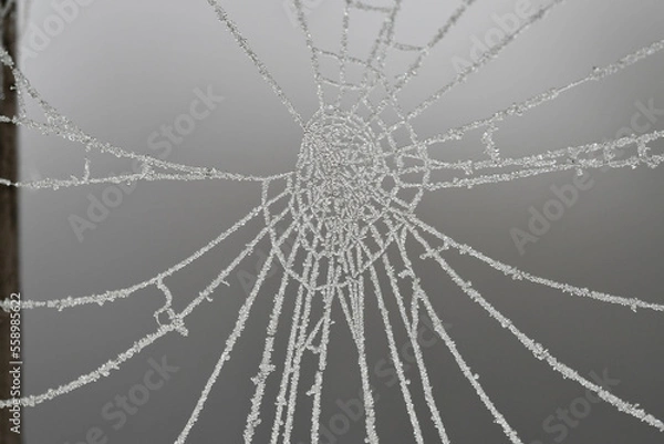 Fototapeta Macro photography of a frosty cobweb
