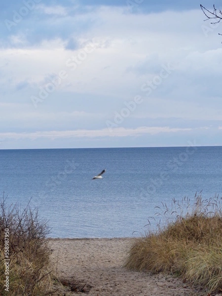 Obraz seagulls on the beach at the lübecker bucht