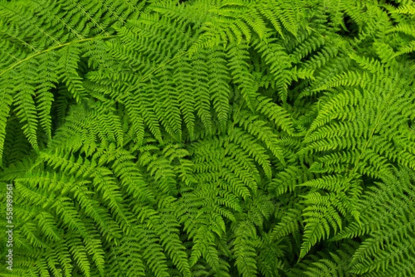 Obraz green fern leaves