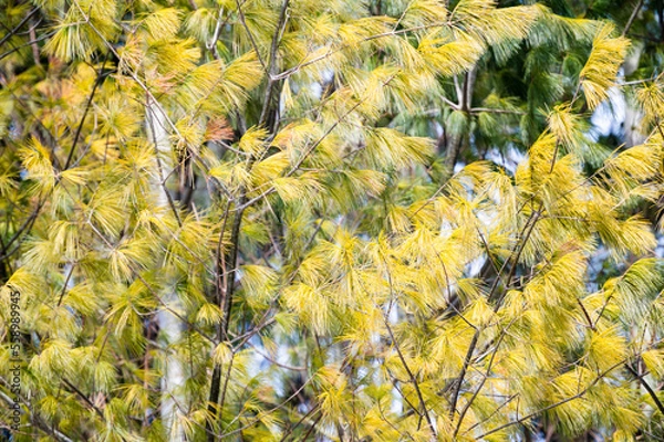 Obraz Branches of eastern white pine tree