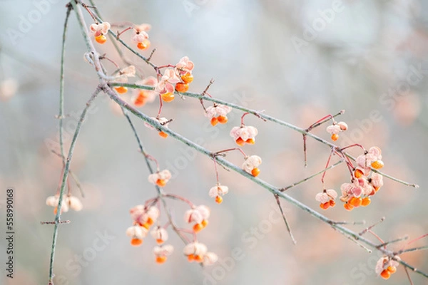 Obraz Burning bush seeds in winter