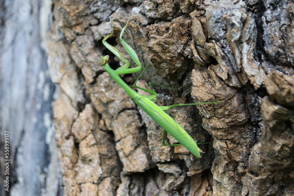 Obraz 大木の表皮にしがみついているカマキリの子供