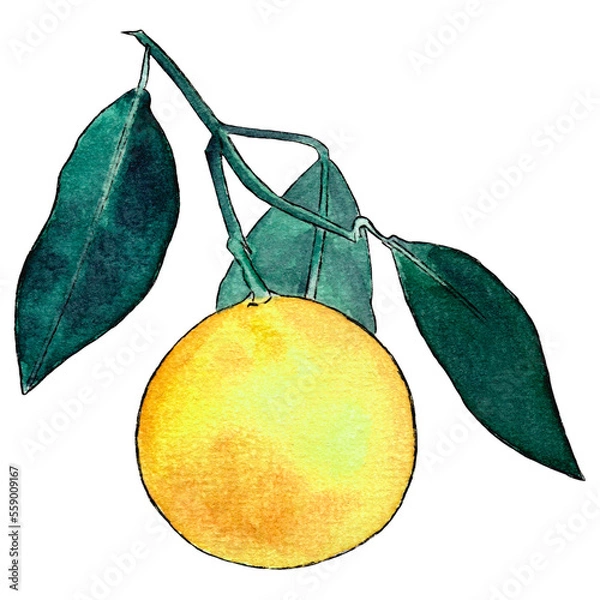 Obraz Watercolor clipart of a yellow lemon on a lemon tree branch with green leaves on a transparent background. It can be used for prints, fabrics, cards, icons and more. PNG file 6000х6000 px at 300 dpi.