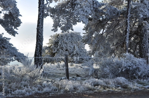 Obraz Arbres givrés