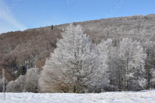 Obraz Arbres givrés