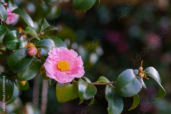 Obraz サザンカ（山茶花）