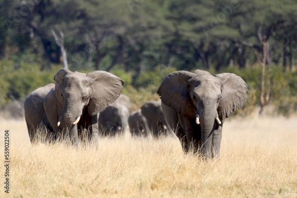 Obraz Elephants walking facing forward