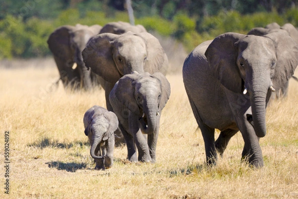 Obraz elephants in the savannah walking forward