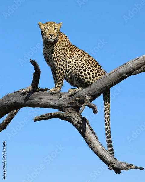 Obraz leopard in the tree