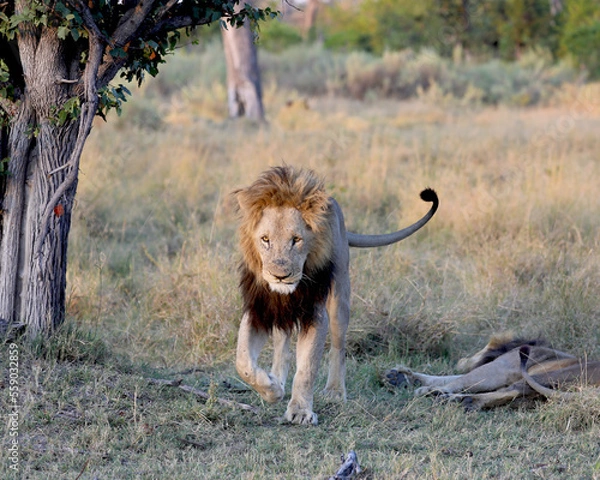 Obraz lion in the wild walking