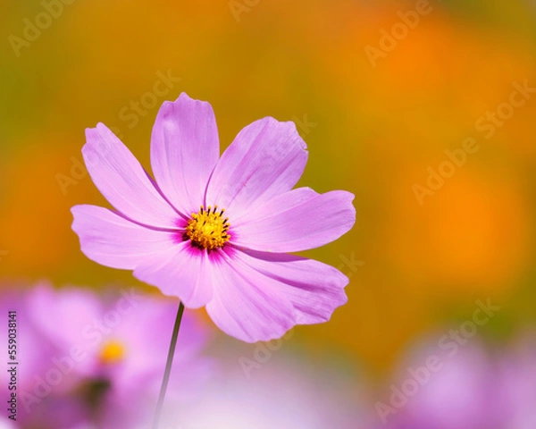 Obraz コスモスのクローズアップ2