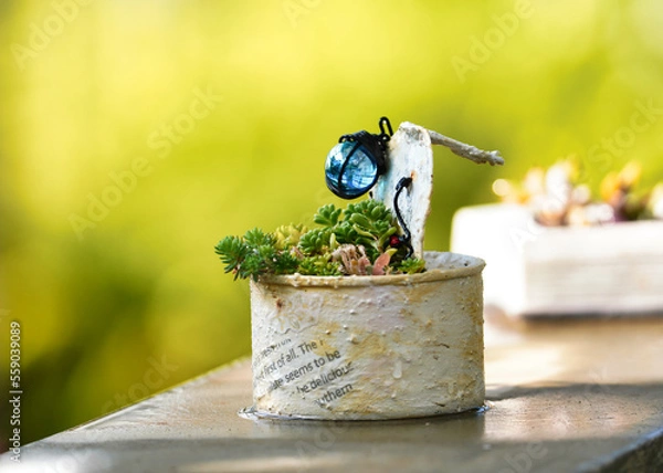 Obraz 多肉植物の鉢植え