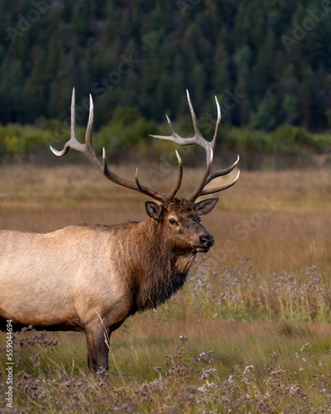 Obraz Bull Elk