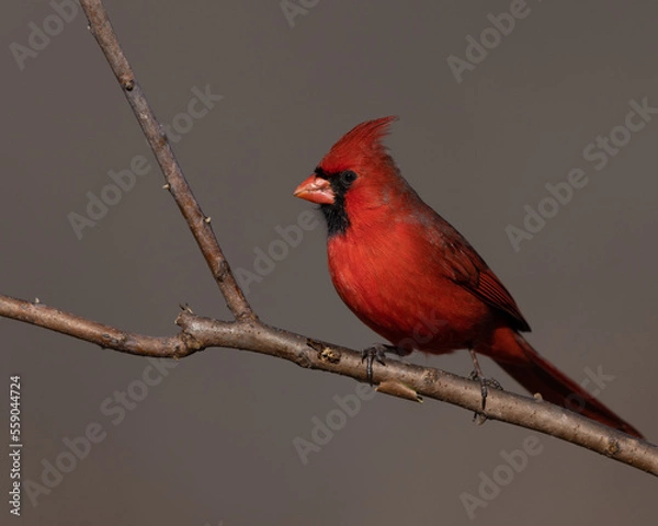 Obraz male cardinal