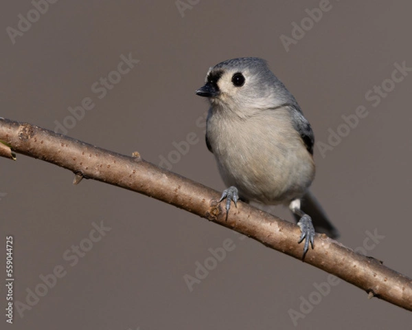 Obraz Tufted Titmouse