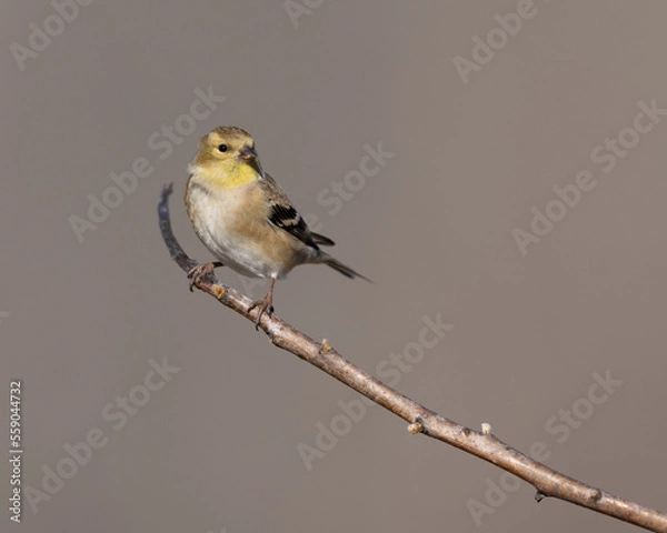 Obraz American Goldfinch