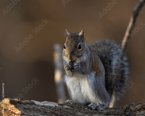 Obraz Squirrel having lunch