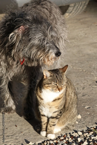 Fototapeta cat and dog
