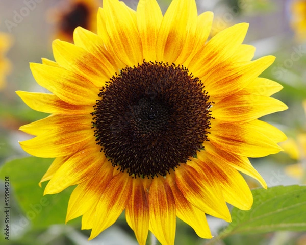 Fototapeta ひまわり