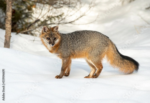 Fototapeta Cross Fox in Winter