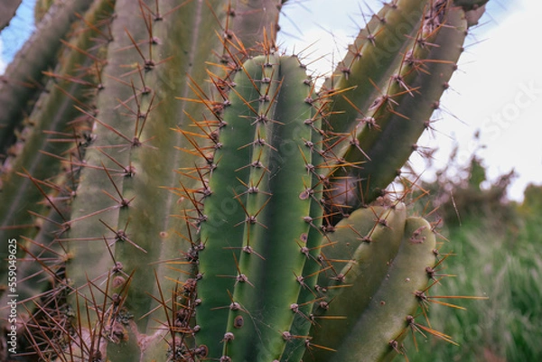Fototapeta Prickly cactus