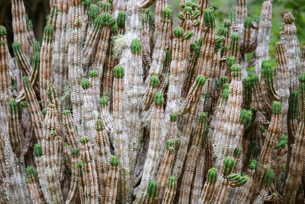 Fototapeta Cactus plant