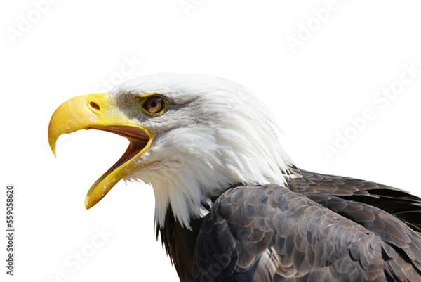 Fototapeta Portrait of a Bald Eagle (Haliaeetus Leucocephalus) isolated on transparent background, PNG.	
