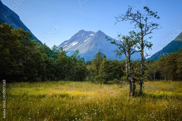 Fototapeta A Grassy Field With Trees and Mountains in the Background and blue sky