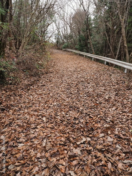 Obraz 冬枯れの風景　落葉の道路