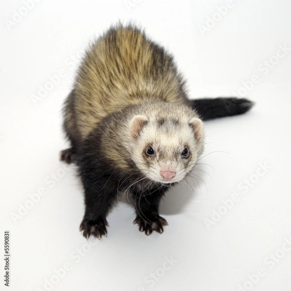 Obraz furet 2