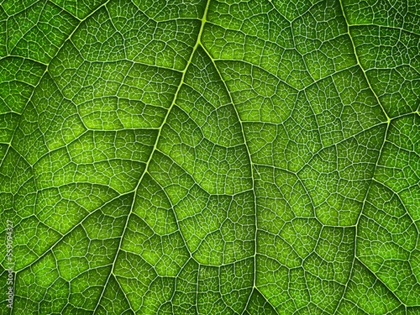 Fototapeta The texture of a part of a green leaf. Symmetrical pattern. Macro background. Natural background. View from above. Copy space
