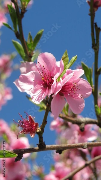 Obraz pink cherry blossom