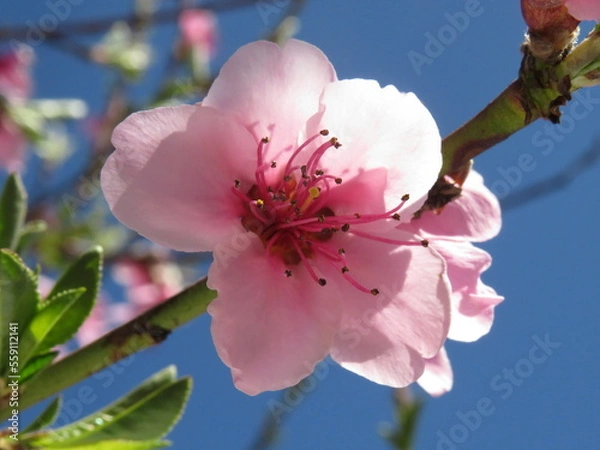 Obraz cherry blossom