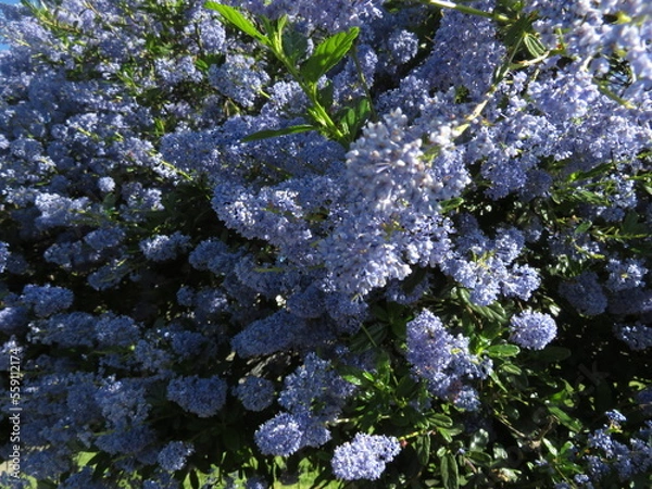 Fototapeta blossoming tree