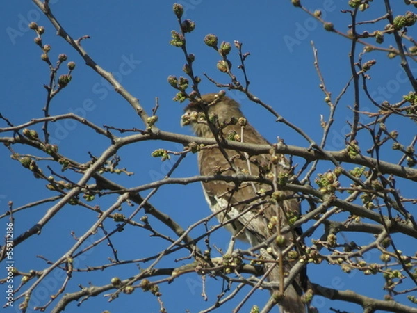 Obraz bird on a branch