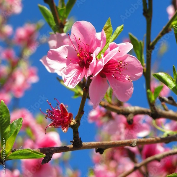 Obraz pink cherry blossom