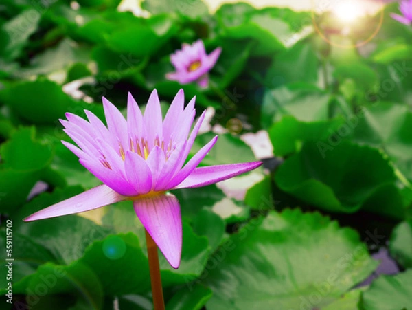 Obraz Pink water lily